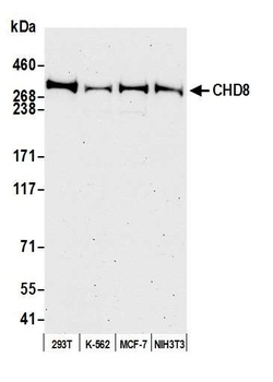 CHD8 Antibody