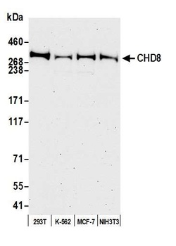 Rabbit anti-CHD8 Antibody
