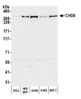 Rabbit anti-CHD8 Antibody