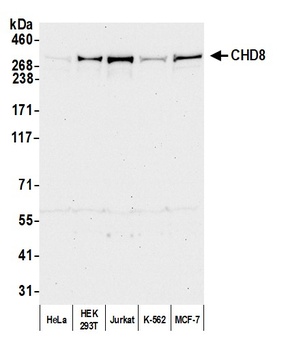 CHD8 Antibody