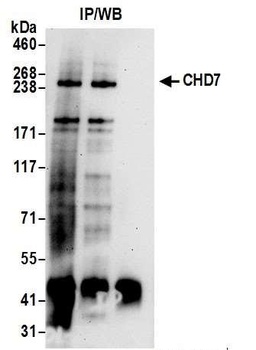 Rabbit anti-CHD7 Antibody