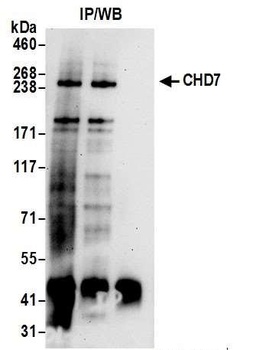 CHD7 Antibody