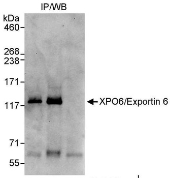 XPO6/Exportin 6 Antibody