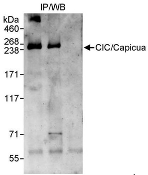Rabbit anti-CIC/Capicua Antibody