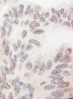 Rabbit anti-RBM12 Antibody