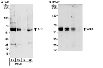 Rabbit anti-ABI1 Antibody