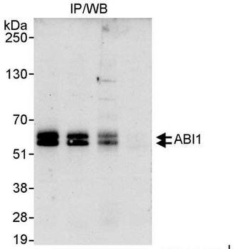 Rabbit anti-ABI1 Antibody