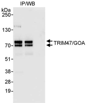 TRIM47/GOA Antibody