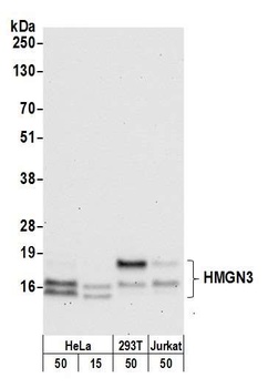 HMGN3 Antibody