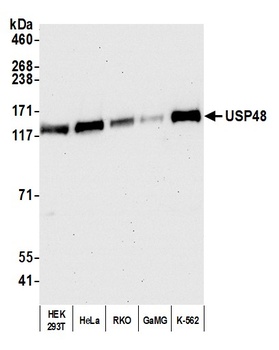 USP48 Antibody