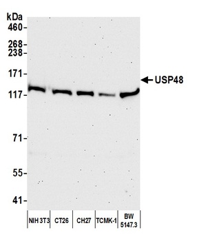 USP48 Antibody