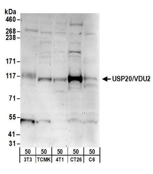 Rabbit anti-USP20/VDU2 Antibody