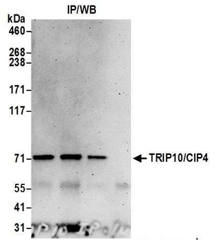 TRIP10/CIP4 Antibody