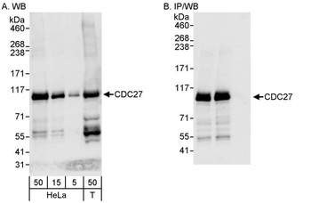 Rabbit anti-CDC27 Antibody