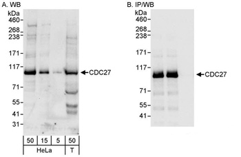 Rabbit anti-CDC27 Antibody
