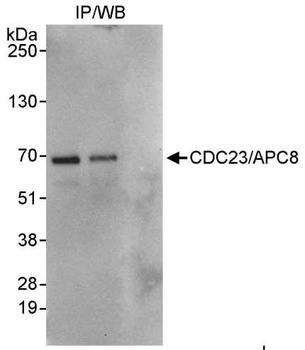Rabbit anti-CDC23/APC8 Antibody