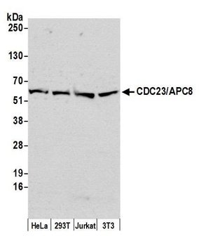 Rabbit anti-CDC23/APC8 Antibody