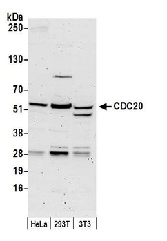 CDC20 Antibody