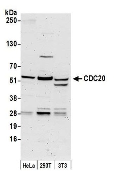 Rabbit anti-CDC20 Antibody