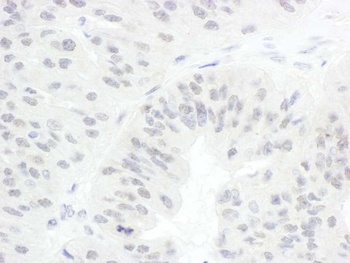 Rabbit anti-CDC20 Antibody