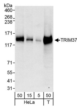 Rabbit anti-TRIM37 Antibody