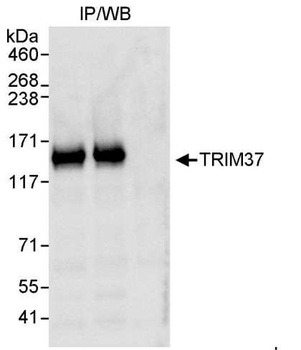 Rabbit anti-TRIM37 Antibody