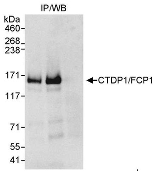 Rabbit anti-CTDP1/FCP1 Antibody