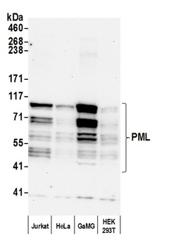 PML Antibody