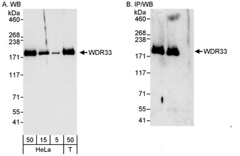 Rabbit anti-WDR33 Antibody