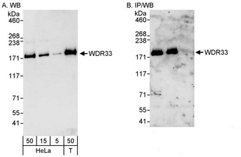 Rabbit anti-WDR33 Antibody