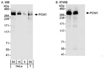 Rabbit anti-PCM1 Antibody