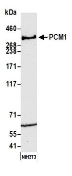 PCM1 Antibody