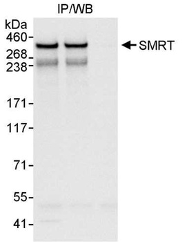 Rabbit anti-SMRT Antibody