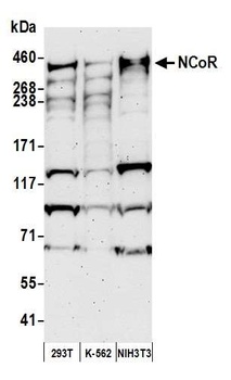 Rabbit anti-NCoR Antibody