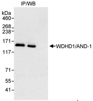 Rabbit anti-WDHD1/AND-1 Antibody