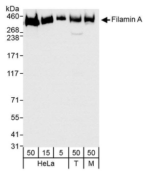 Filamin A Antibody