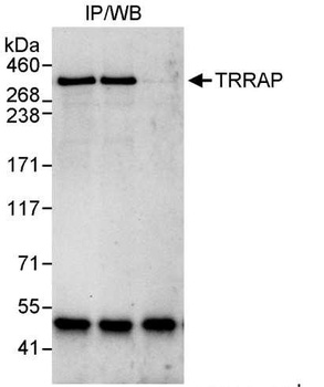 Rabbit anti-TRRAP Antibody
