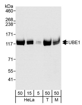 Rabbit anti-UBE1 Antibody