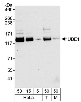 Rabbit anti-UBE1 Antibody