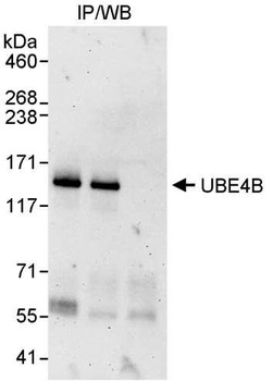 Rabbit anti-UBE4B Antibody