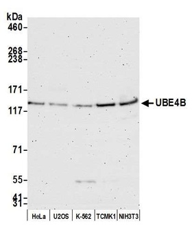 UBE4B Antibody