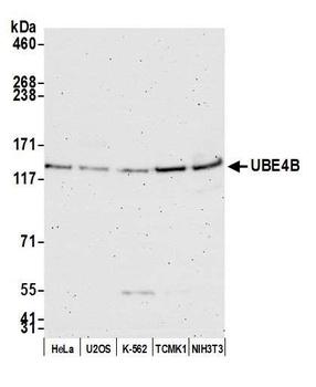 Rabbit anti-UBE4B Antibody