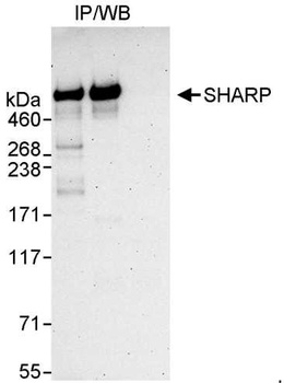 Rabbit anti-SHARP Antibody