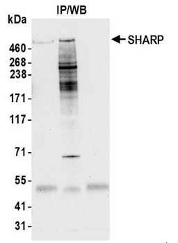 Rabbit anti-SHARP Antibody