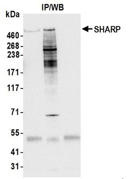 SHARP Antibody