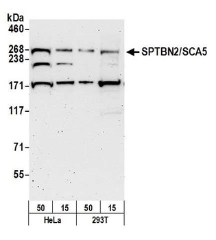 Rabbit anti-SPTBN2/SCA5 Antibody