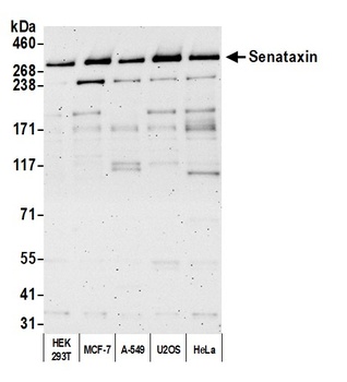 Rabbit anti-Senataxin Antibody
