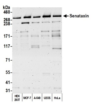 Senataxin Antibody