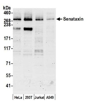Rabbit anti-Senataxin Antibody