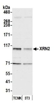 XRN2 Antibody